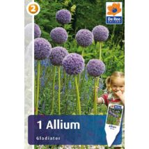 Vh16386 Allium Gladiator 1db/csom