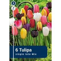 Vh 16229 Tulipa Single late Single Late Mix 6db/cs 11/12