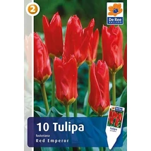 Vh16295 Tulipán Fosteriana Red Emperor 10db/csom