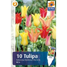 Vh16282 Tulipán Lilyflowering Mix 10db/csom