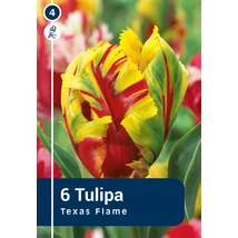 Vh 16266 Tulipa Parrot Texas Flame 6db/cs 11/12