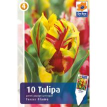 Vh16266 Tulipán Parrot Texas Flame 10db/csom