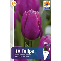 Vh16247 Tulipán Single Early Purple Prince 10db/csom