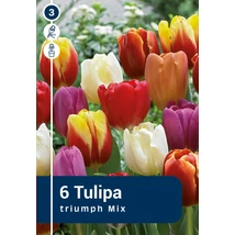 Vh 16249 Tulipa Triumph Triumph Mix 6db/cs 11/12