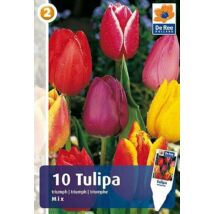 Vh16249 Tulipán Triumph Mix 10db/csom