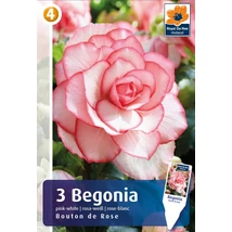 Vh08358 Begonia Double Bouton de Rose 3db/cs