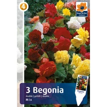 Vh08366 Begonia Double Mix 3db/cs