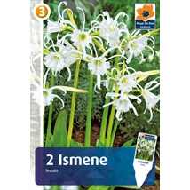 Vh08411 Ismene Festalis 2db/cs