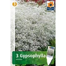 Vh08432 Gypsophylla Paniculata White 3db/cs