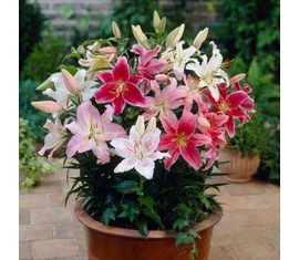 Liliom