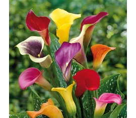 Calla