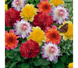 Anemone