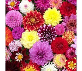 Decorative