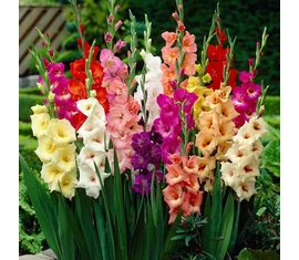 Largeflowering
