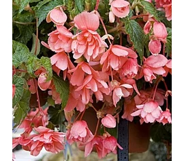 Pendula
