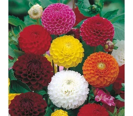 Pompon-Ball