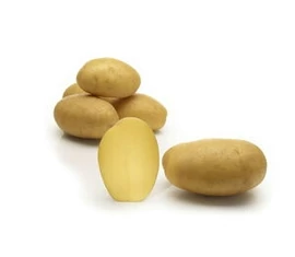 Igen korai