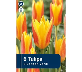 Kaufmanniana