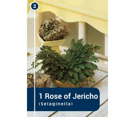Jerikó rózsája