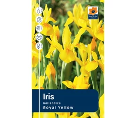 Írisz