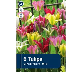 Viridiflora