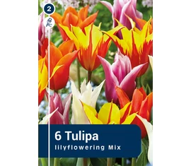 Lilyflowering