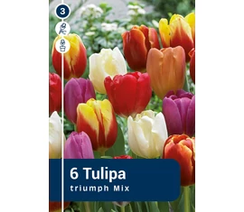 Tulipán