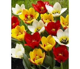 Botanical