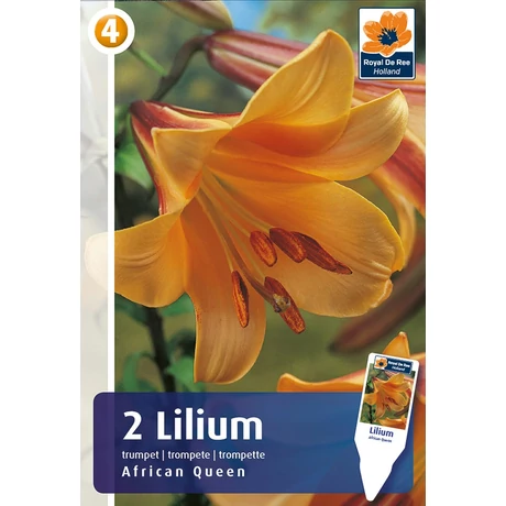 Vh08285 Liliom Trumpet African Queen 2db/cs