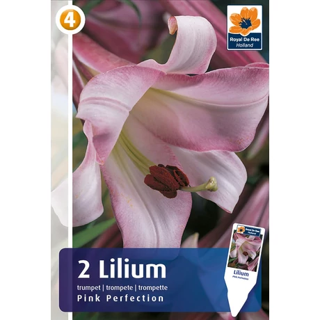 Vh08286 Liliom Trumpet Pink Perfection 2db/cs