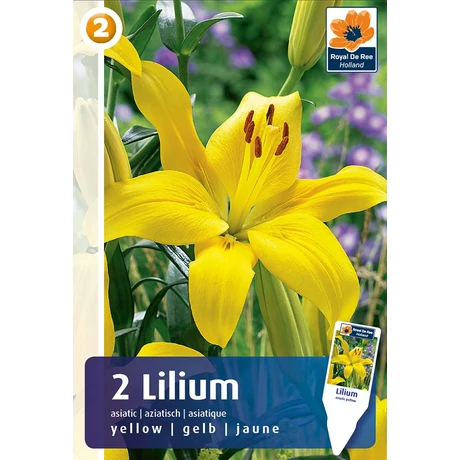 Vh08229 Liliom Asiatic Yellow 2db/cs