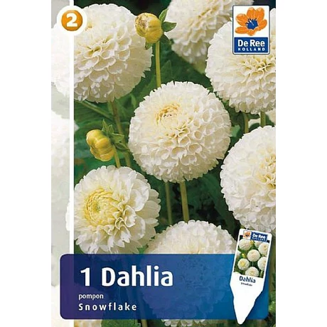 Vh08271 Dahlia Pompon/Ball Snowflakes