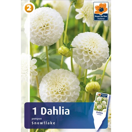 Vh08271 Dahlia Pompon/Ball Snowflakes 1db/cs