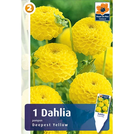 Vh08265 Dahlia Pompon/Ball Deepest Yellow 1db/cs