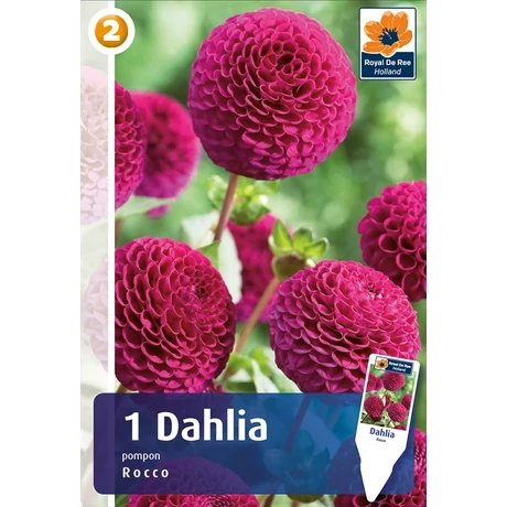 Vh08270 Dahlia Pompon/Ball Rocco 1db/cs