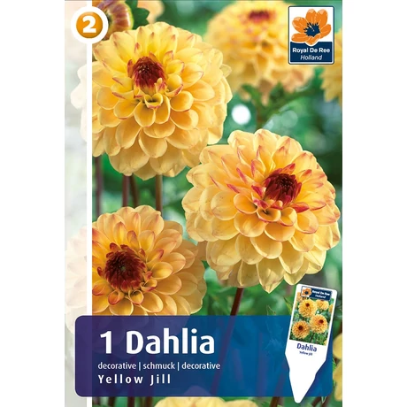 Vh08483 Dahlia Pompon/Ball Yellow Jill