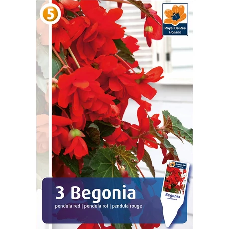 Vh08378 Begonia Pendula Red 3db/cs