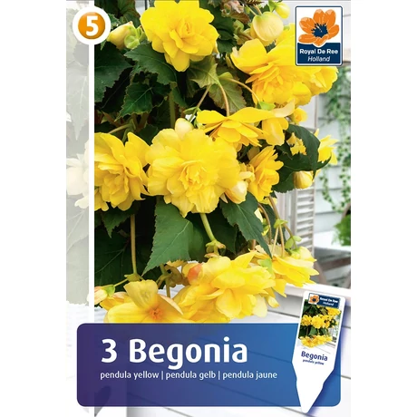 Vh08381 Begonia Pendula Yellow 3db/cs