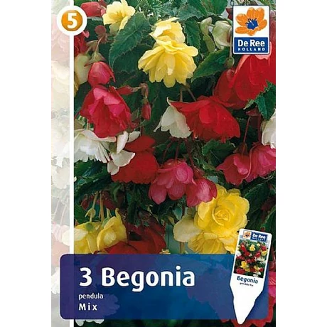 Vh08383 Begonia Pendula Mix