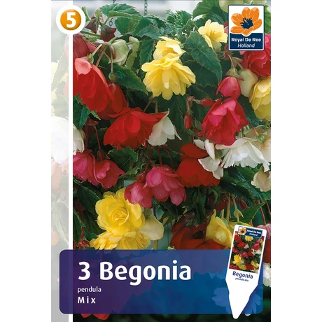 Vh08383 Begonia Pendula Mix 3db/cs
