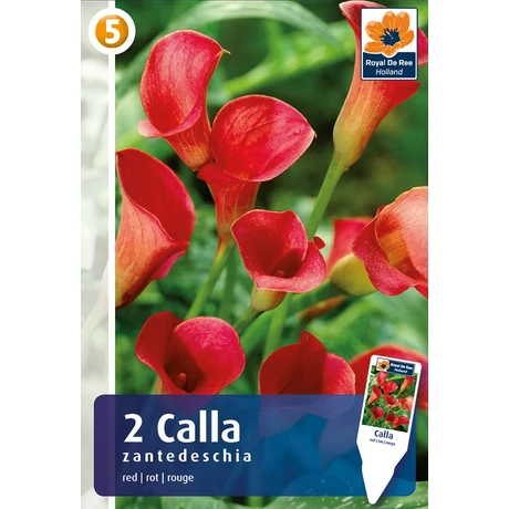 Vh08387 Calla Red 2db/cs