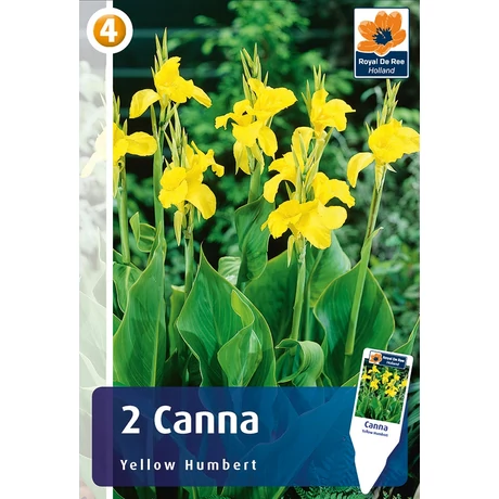 Vh08394 Canna Yellow Humbert 2db/cs
