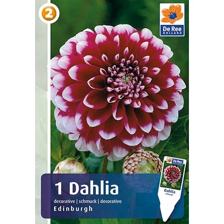 Vh08202 Dahlia Decorative Edinburg 1db/cs