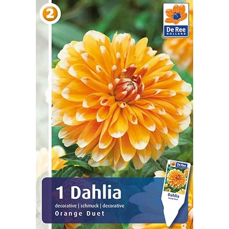 Vh08215 Dahlia Decorative Orange Duet 1db/cs