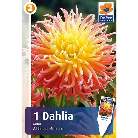 Vh08220 Dahlia Cactus Alfred Grille 1 db/cs