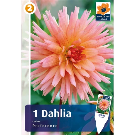 Vh08233 Dahlia Cactus Preference 1db/cs