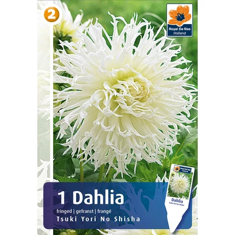 Vh08244 Dahlia Fringed Tshuki Yori No Shisha 1db/cs