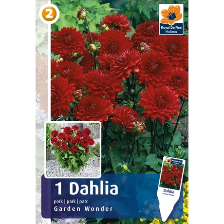 Vh08248 Dahlia Park Garden Wonder 1db/cs