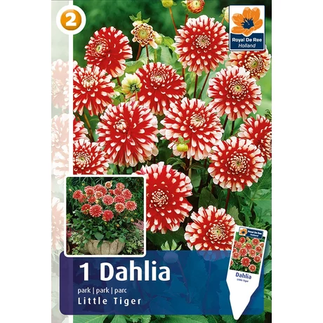 Vh08249 Dahlia Park Little Tiger 1db/cs