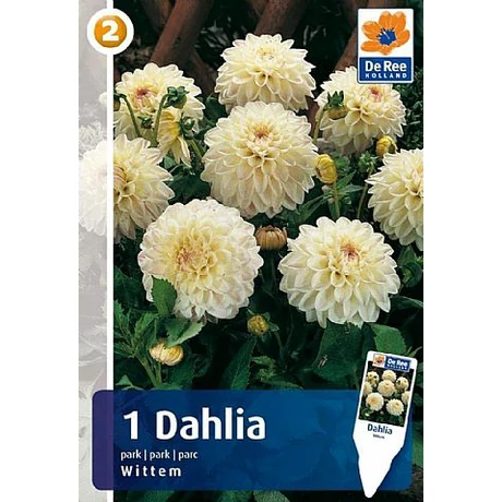 Vh08254 Dahlia Park Wittem 1db/cs